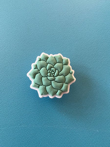 Succulent Charm